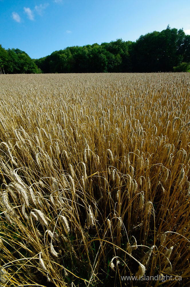 Landscape  photo from  Aillevillers, Haute-Saone France.