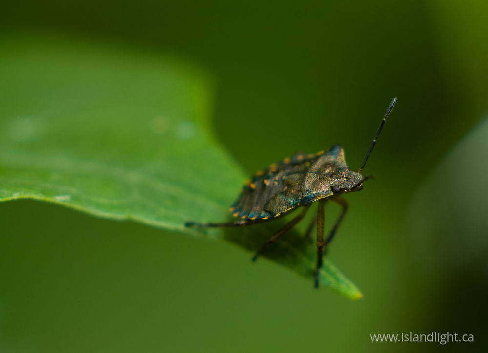 Insect  photo from  Aillevillers, Haute-Saone France.
