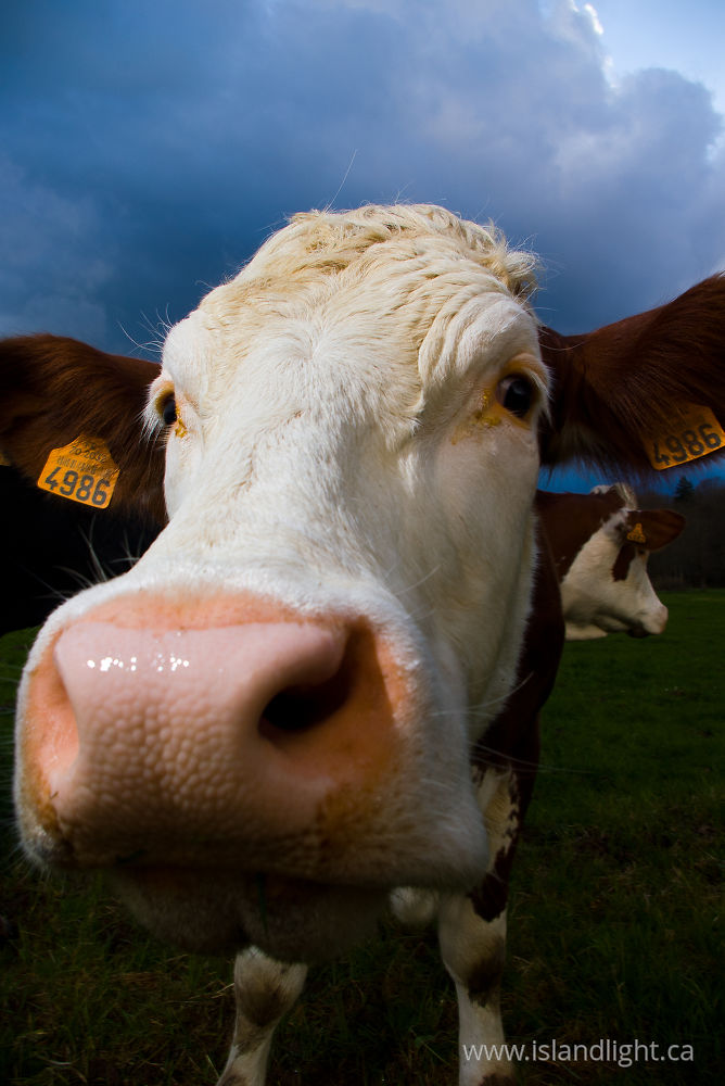 Mammal  photo from  Aillevillers, Haute-Saone France.