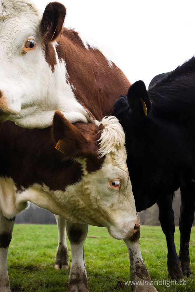 Mammal  photo from  Aillevillers, Haute-Saone France.