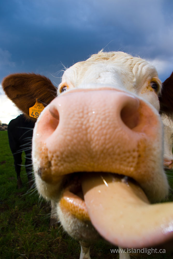 Mammal  photo from  Aillevillers, Haute-Saone France.