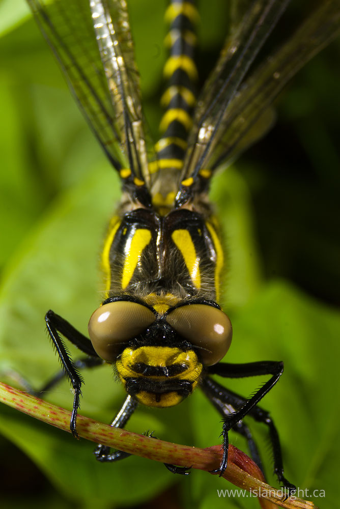 Insect photo from  Aillevillers, Haute-Saone France.
