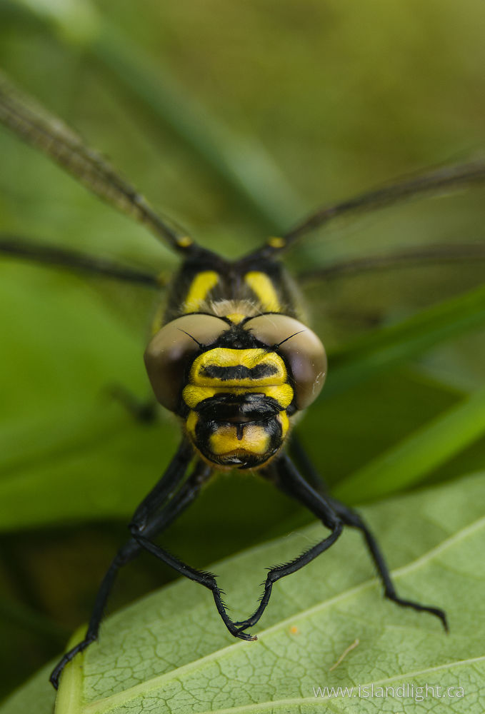 Insect photo from  Aillevillers, Haute-Saone France.