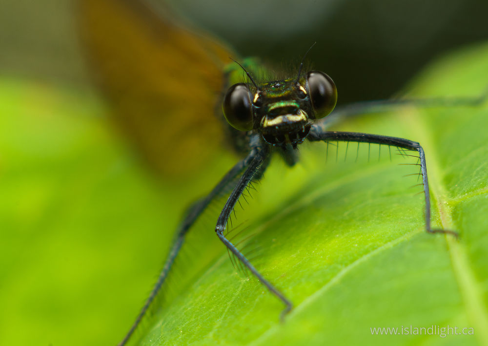 Insect  photo from  Aillevillers, Haute-Saone France.