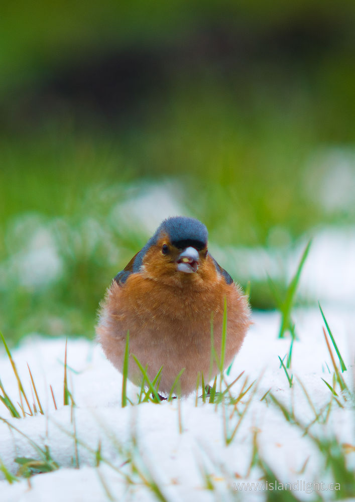 Bird  photo from  Aillevillers, Haute-Saone France.