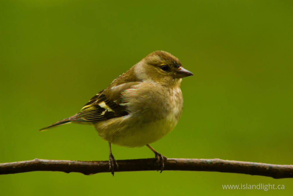 Bird  photo from  Aillevillers, Haute-Saone France.