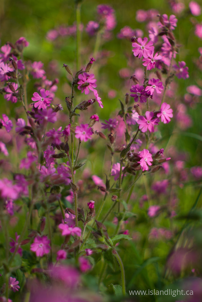 Plant photo from  Aillevillers,  France.