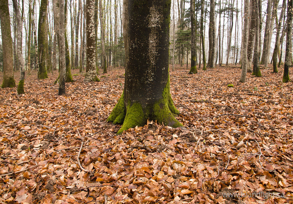 Landscape  photo from  Aillevillers, Haute-Saone France.