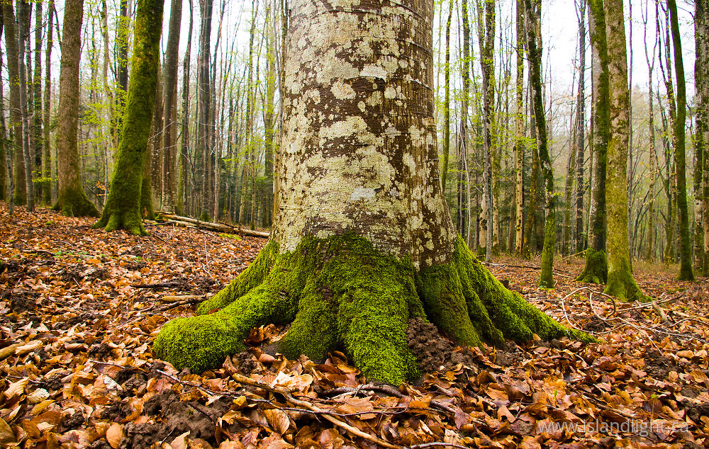 Plant  photo from  Aillevillers, Haute-Saone France.
