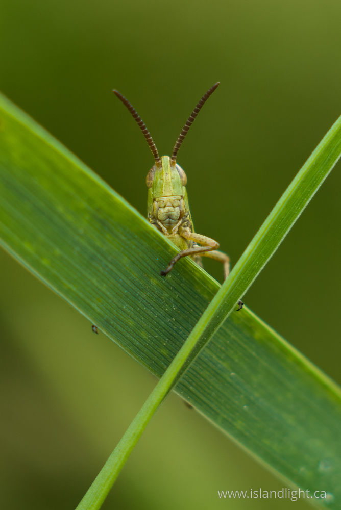 Insect  photo from  Aillevillers, Haute-Saone France.