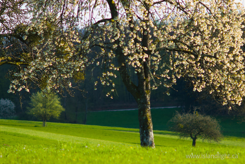 Landscape  photo from  Aillevillers, Haute-Saone France.
