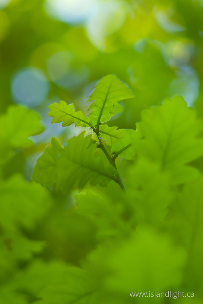 Plant  photo from  Aillevillers, Haute-Saone France.
