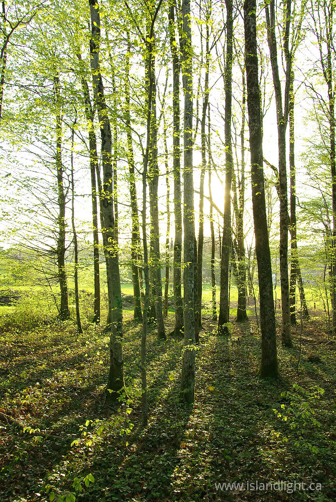 Landscape  photo from  Aillevillers, Haute-Saone France.