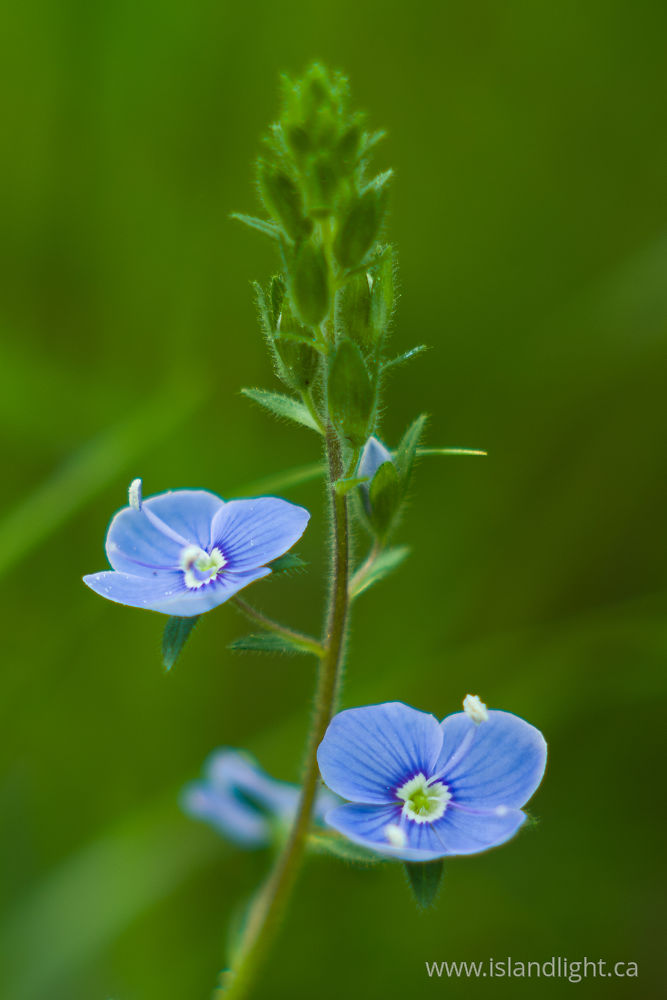 Plant  photo from  Aillevillers, Haute-Saone France.