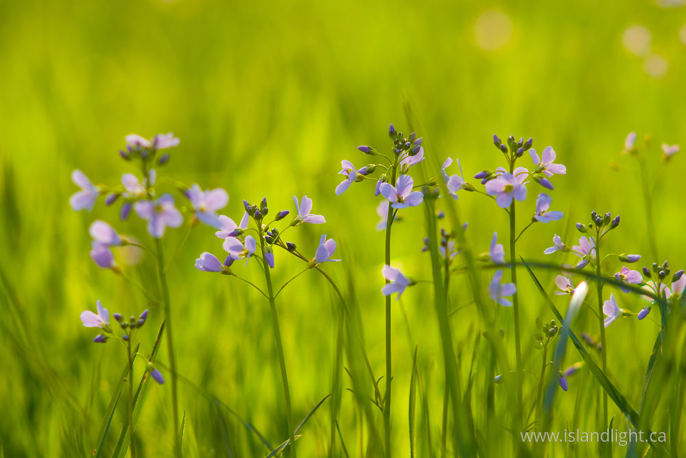 Plant  photo from  Aillevillers, Haute-Saone France.