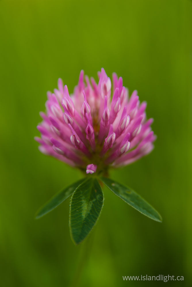 Plant  photo from  Aillevillers, Haute-Saone France.