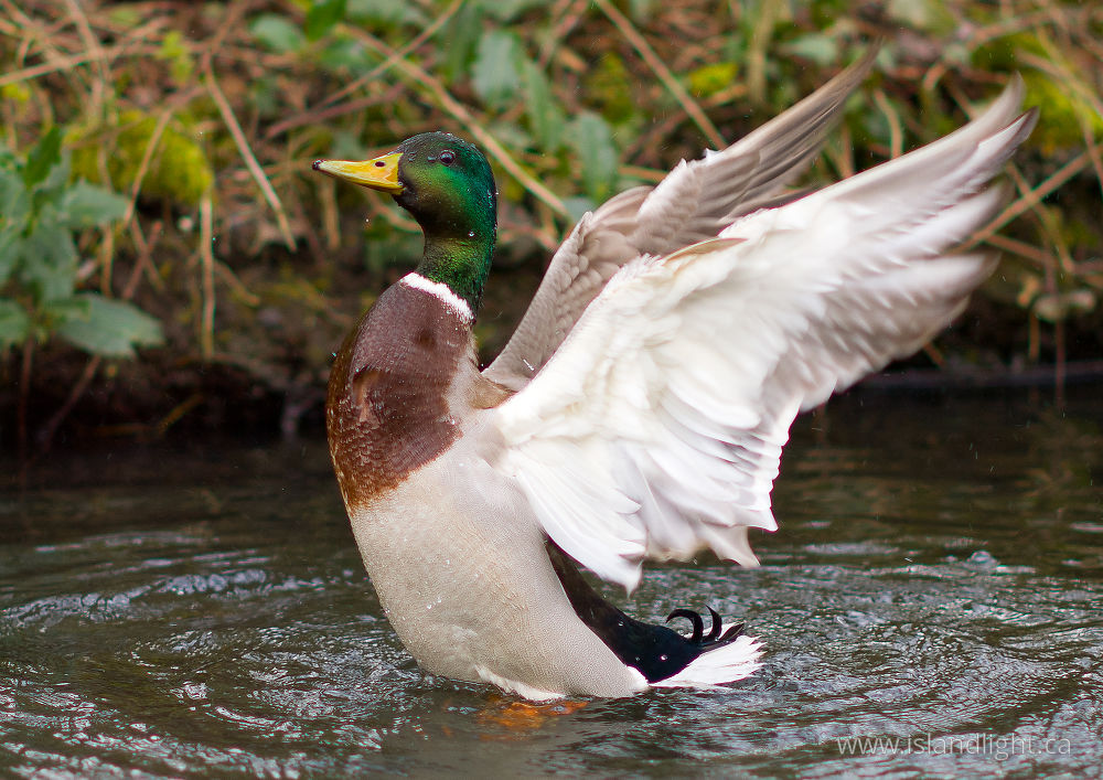 Bird  photo from  Amsterdam,  Netherlands.