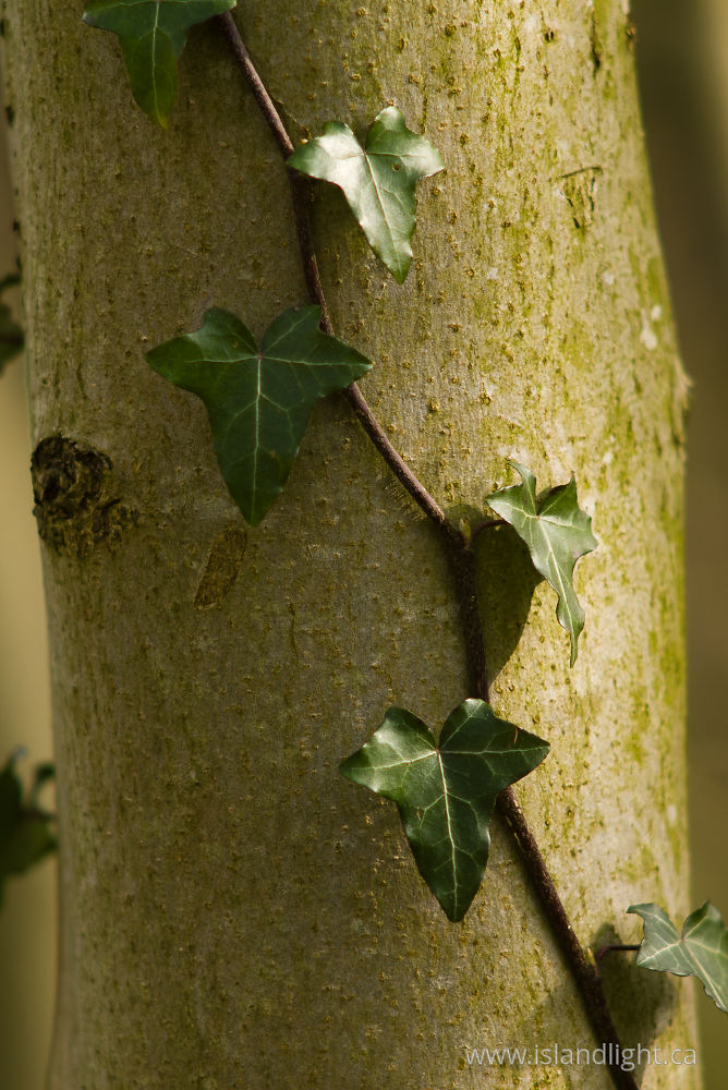 Plant  photo from  Amsterdam,  Netherlands.
