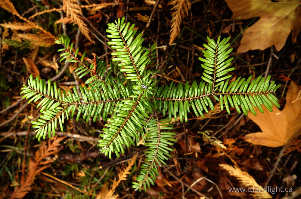 Plant  photo from  Cortes Island, British Columbia Canada.