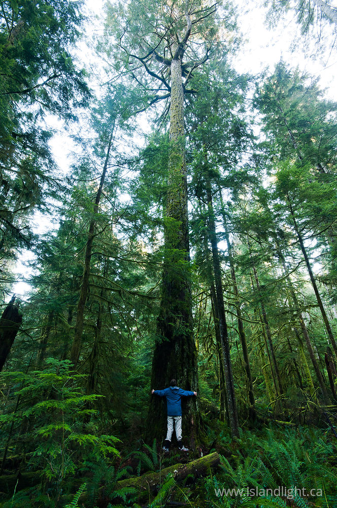Landscape  photo from  Basil Brook, Cortes Island, BC Canada.
