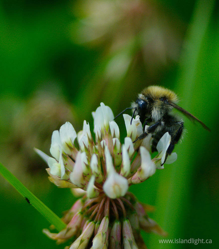Insect  photo from  Aillevillers, Haute-Saone France.