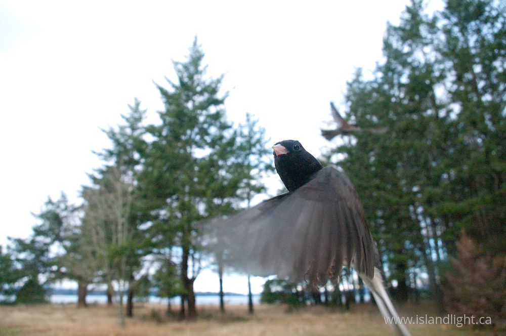 Bird  photo from  Cortes Island, British Columbia Canada.