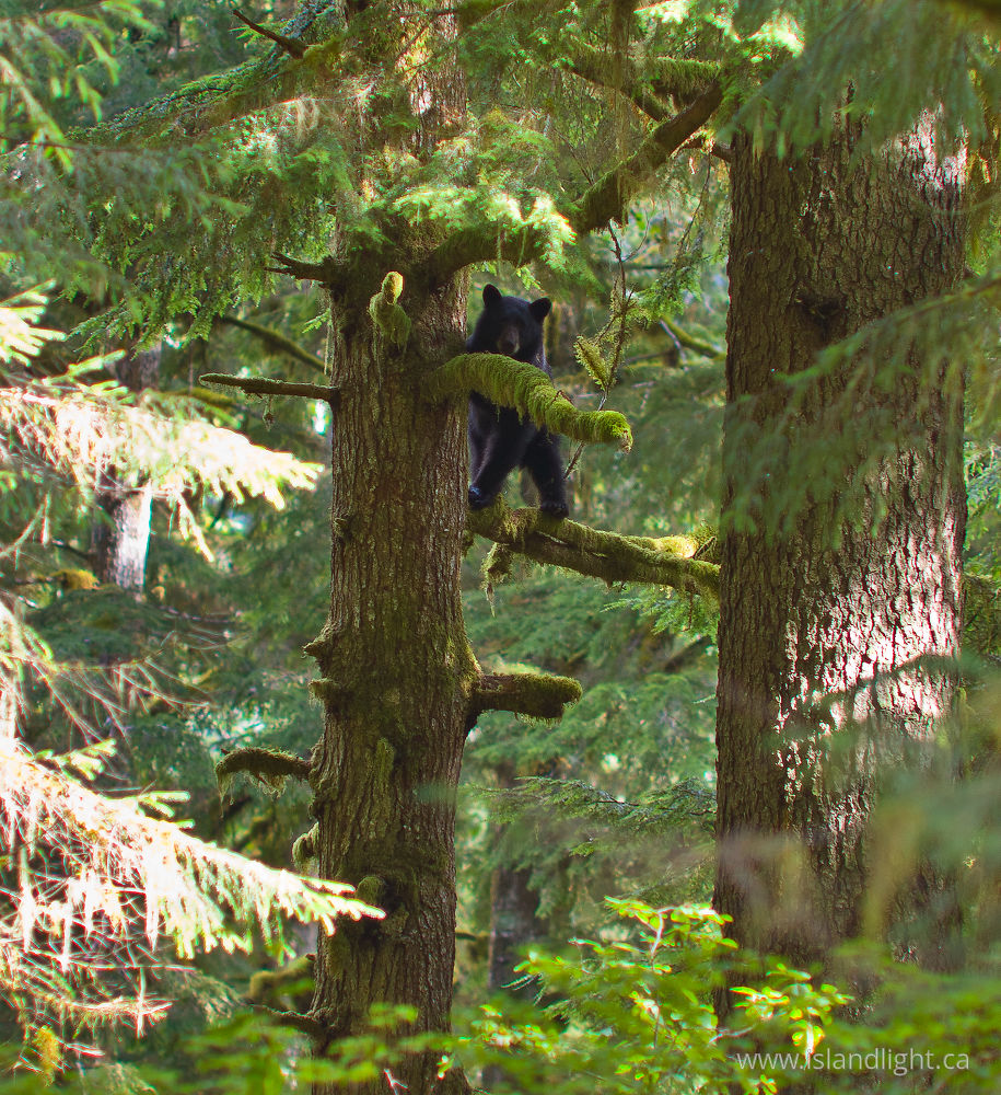 Mammal  photo from Ahta River Bond Sound, BC Canada.
