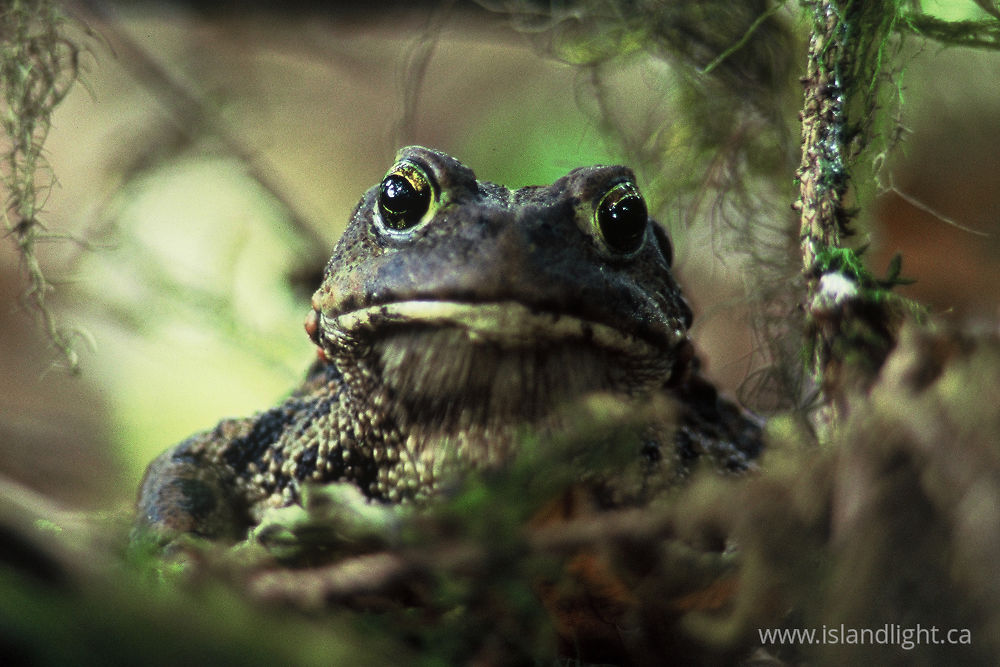 Amphibian photo from  Bond Sound, British Columbia Canada.