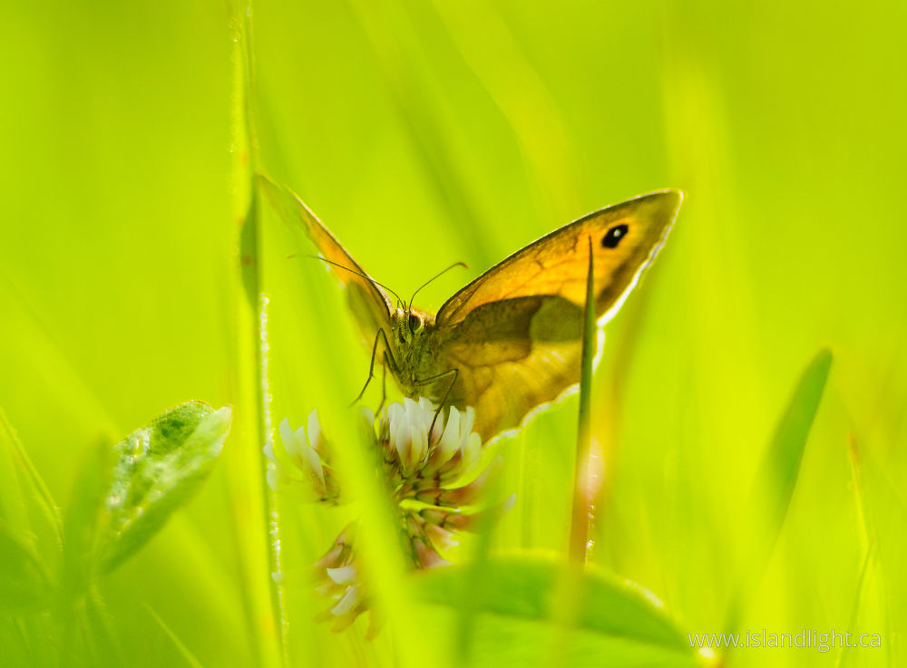 Insect  photo from  Aillevillers, Haute-Saone France.