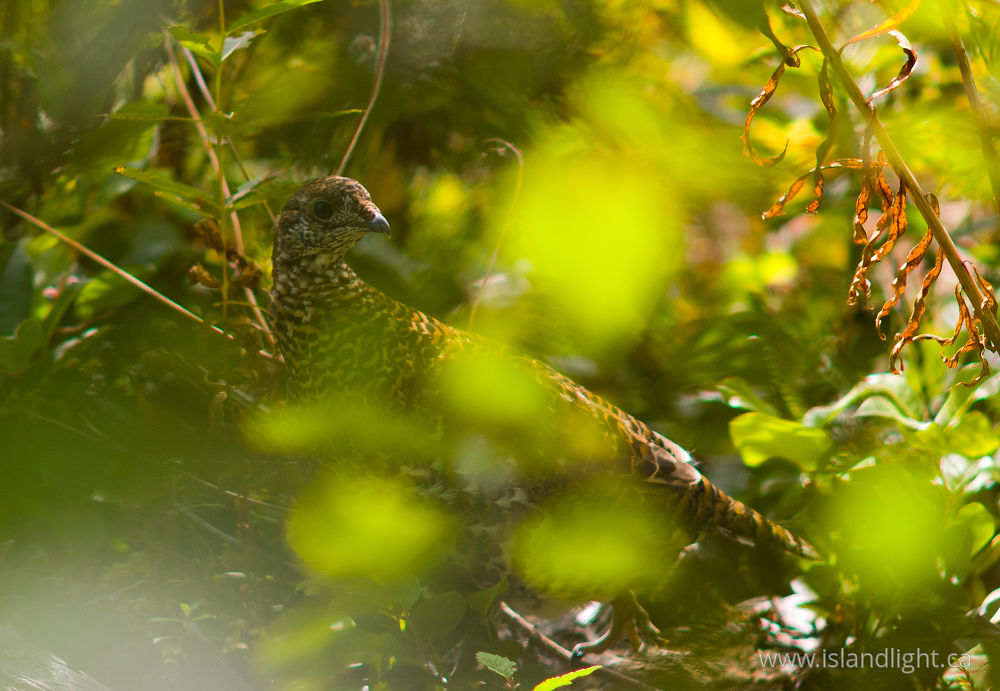 Bird photo from Safety Cove Calvert Island, BC Canada.