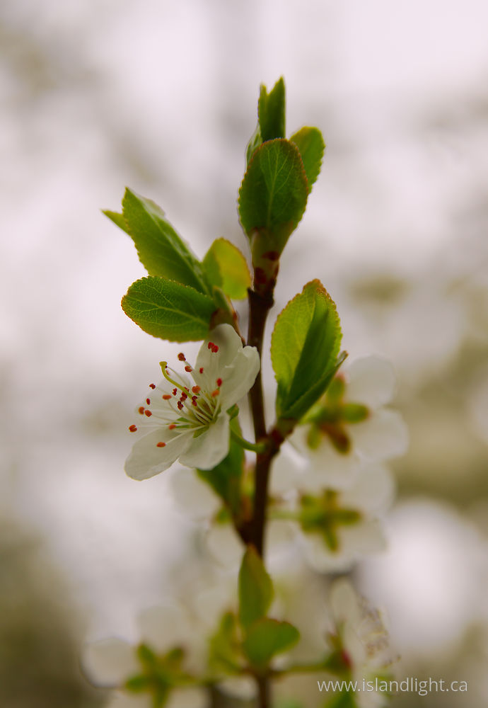 Plant  photo from  Cortes Island, British Columbia Canada.