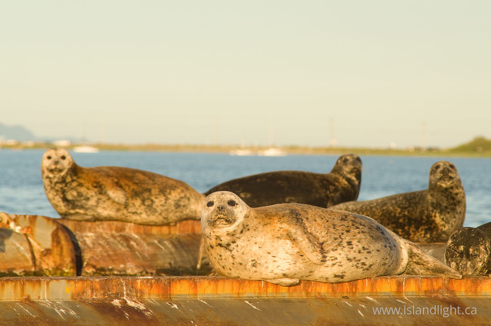Mammal  photo from  Comox, British Columbia Canada.