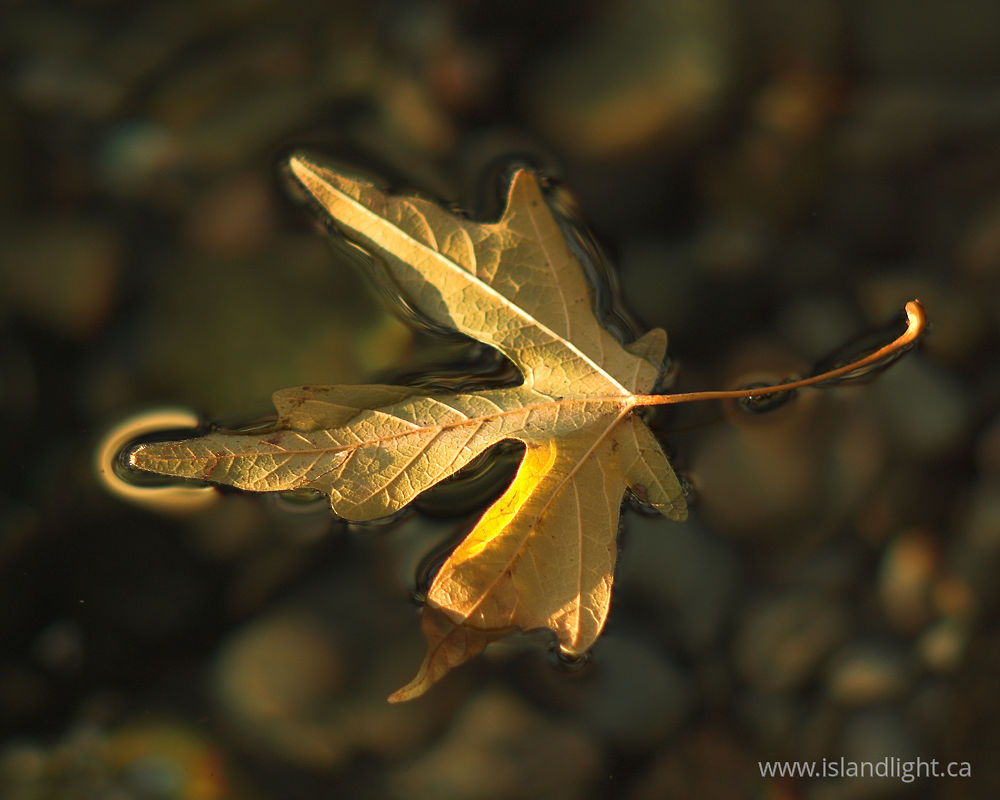 Plant photo from Mansons Landing Cortes Island, BC Canada.