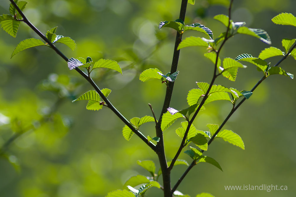 Plant  photo from  Cortes Island, BC Canada.