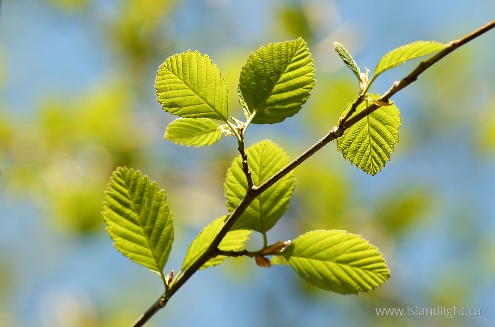 Plant  photo from  Cortes Island, British Columbia Canada.