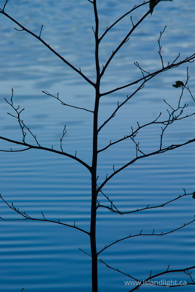 Plant photo from Hague Lake Cortes Island, BC Canada.