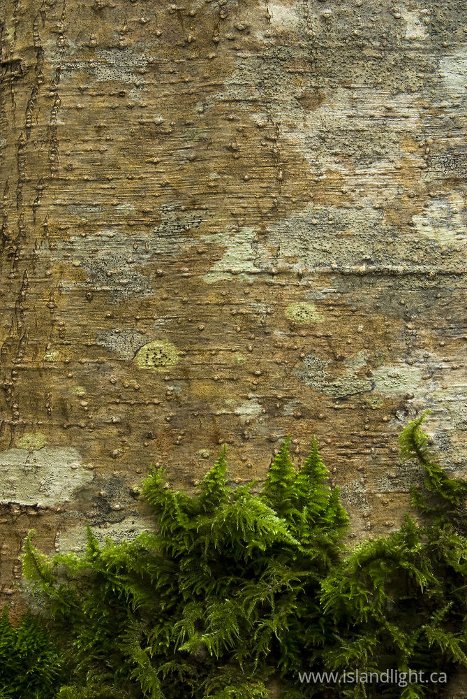 Plant photo from  Cortes Island, BC Canada.