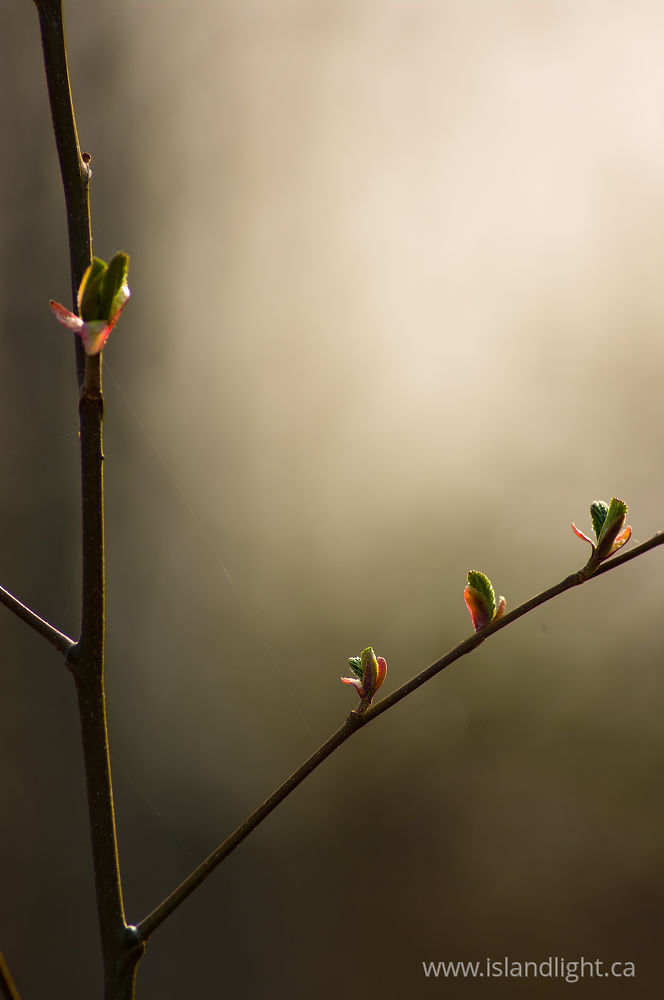 Plant  photo from  Cortes Island, BC Canada.