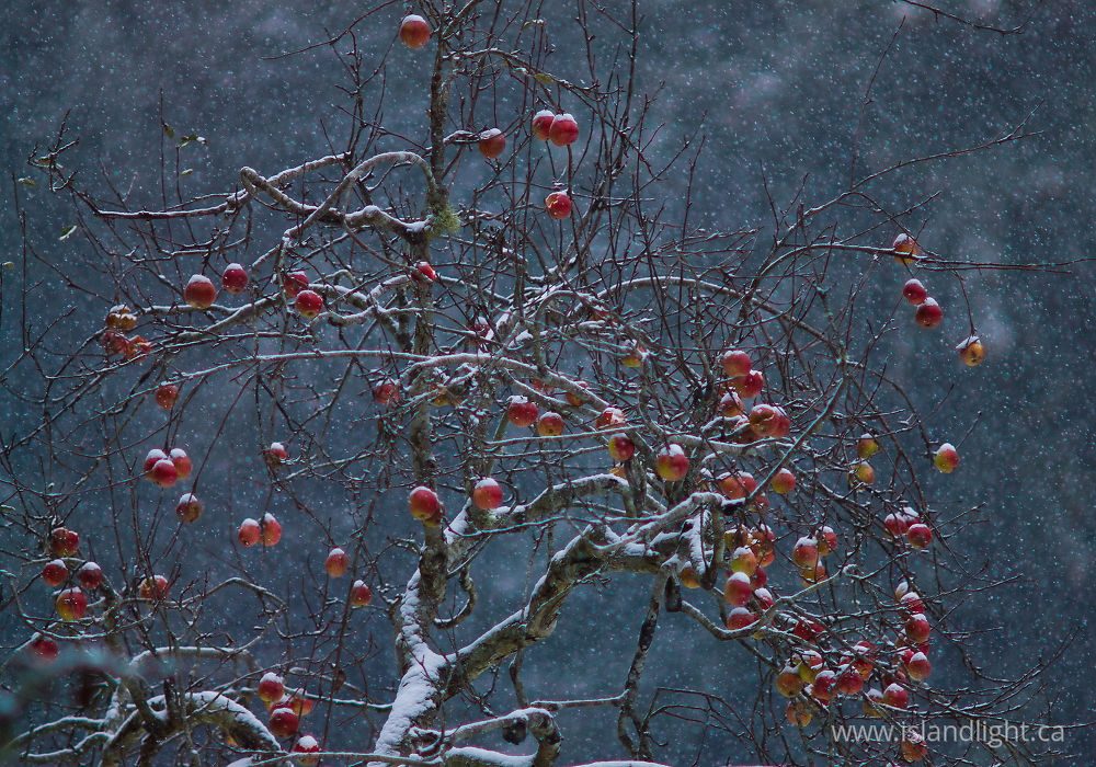 Plant photo from  Cortes Island, BC Canada.