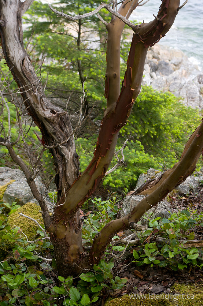 Plant  photo from Hanks Beach Cortes Island, BC Canada.