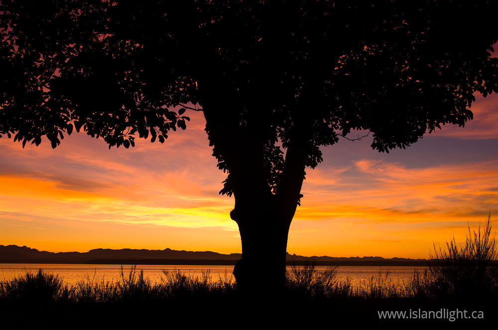 Plant  photo from  Cortes Island, BC Canada.