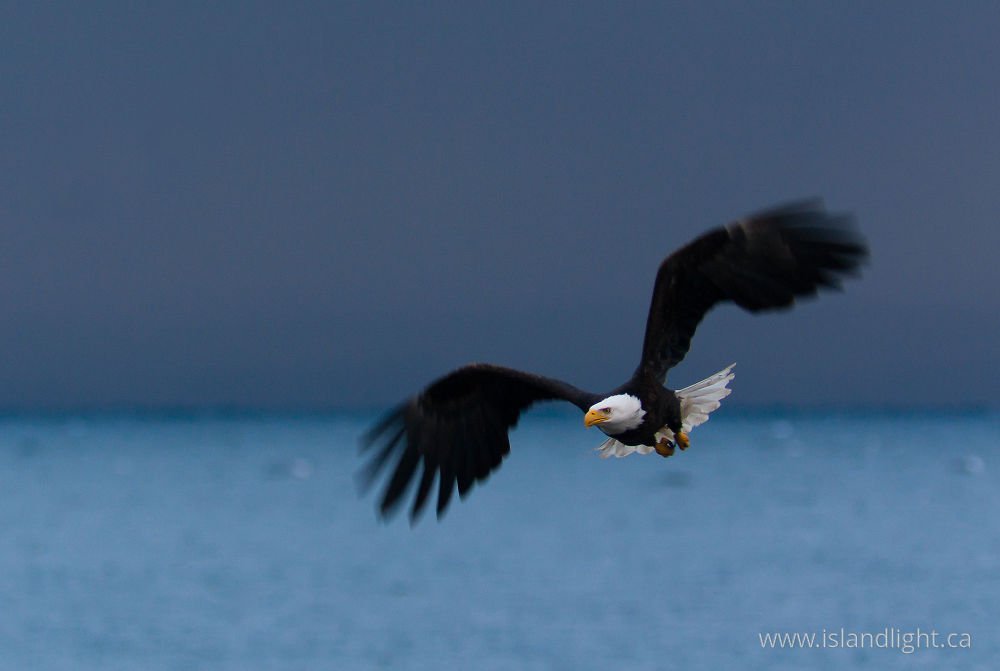 Bird  photo from  Cortes Island, BC Canada.