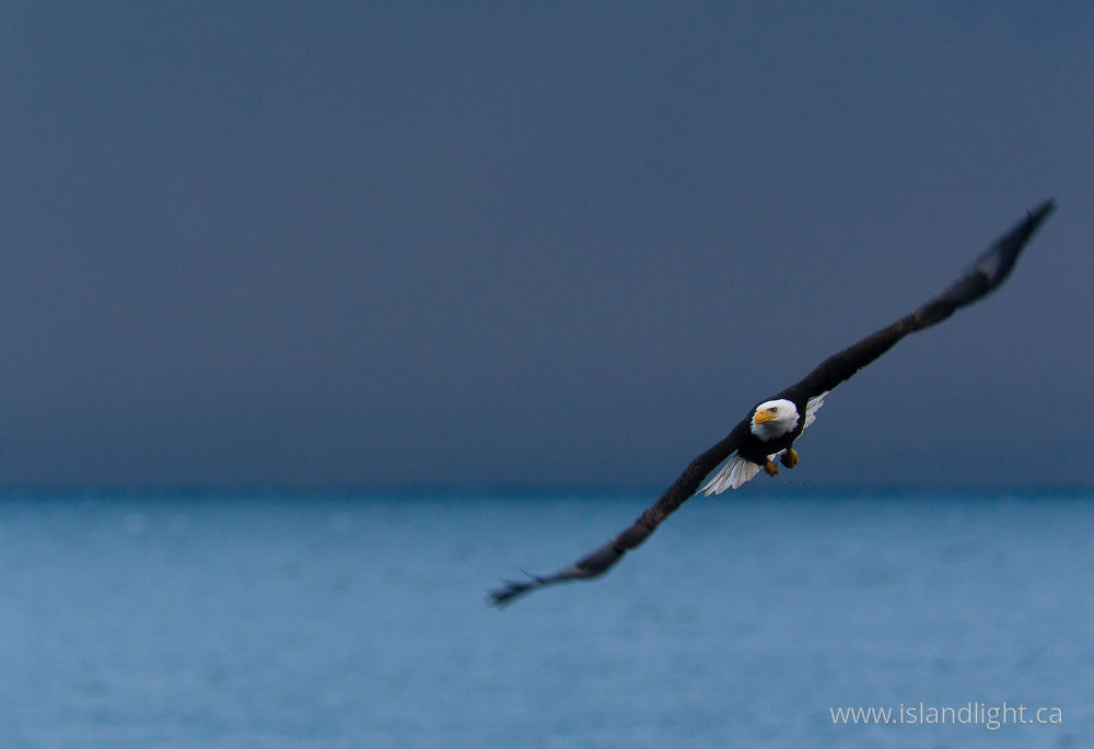 Bird  photo from Smelt Bay Cortes Island, BC Canada.
