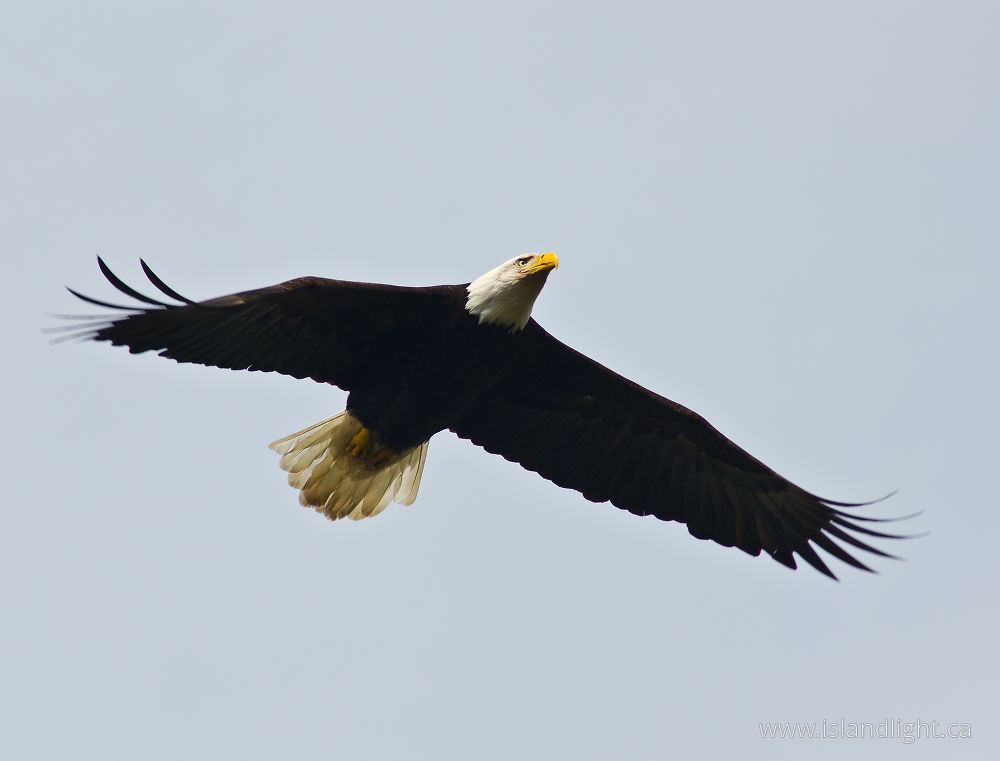 Bird  photo from Smelt Bay Cortes Island, BC Canada.