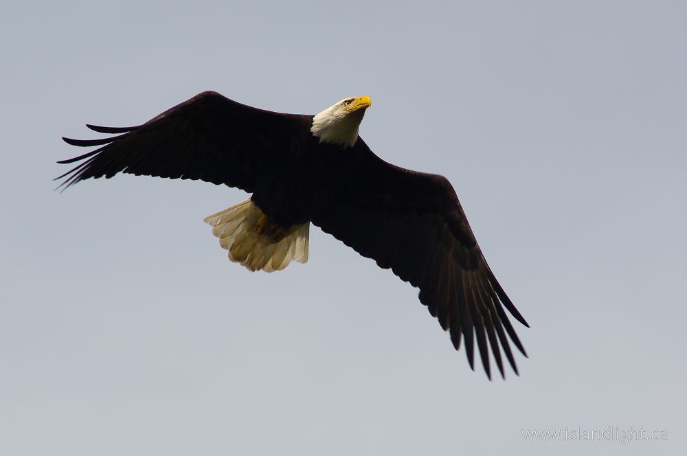 Bird  photo from Smelt Bay Cortes Island, BC Canada.