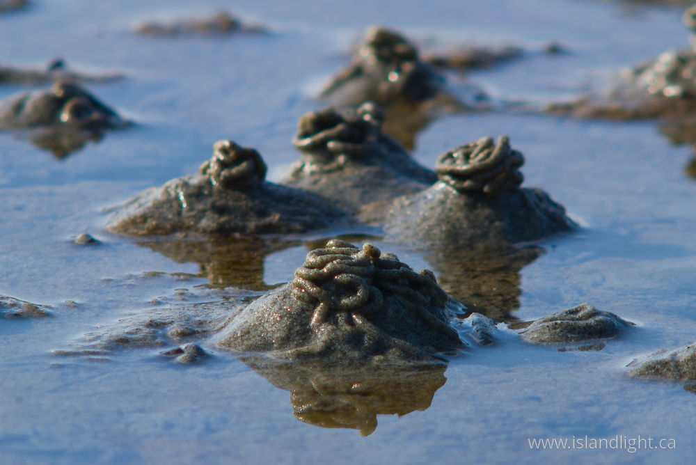 Other  photo from  Cortes Island, BC Canada.