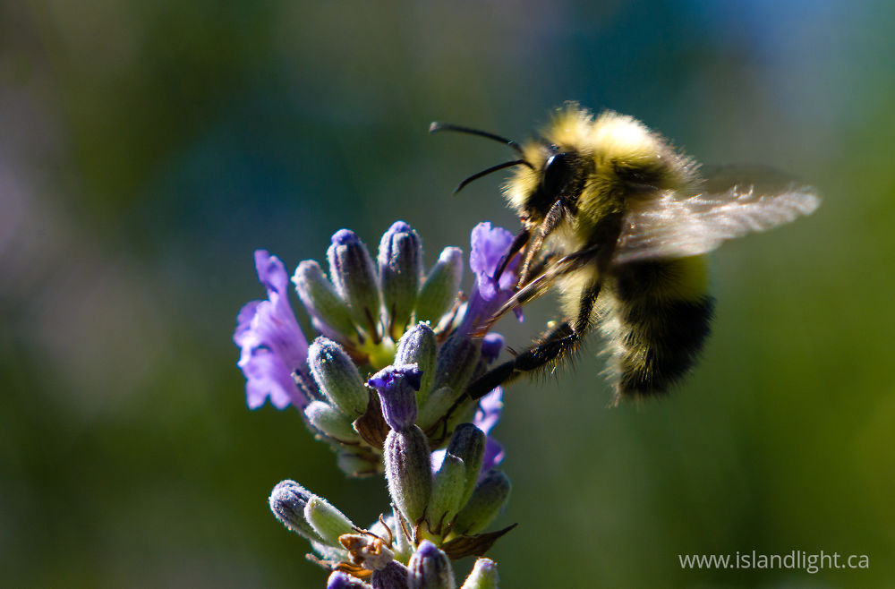 Insect  photo from  Cortes Island, BC Canada.