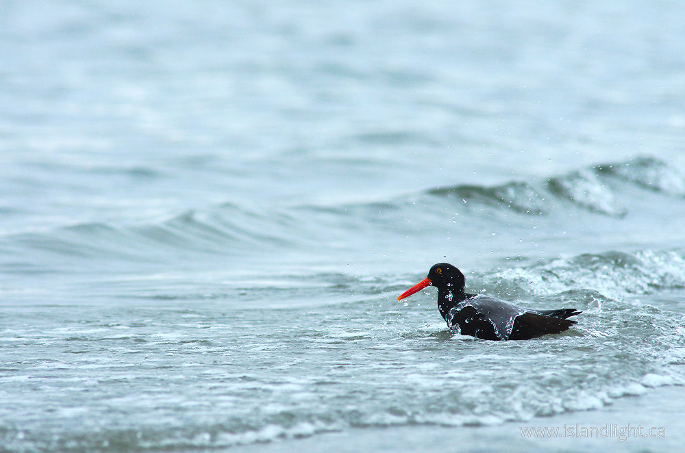 Bird  photo from  Cortes Island, British Columbia Canada.