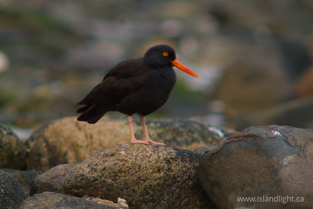 Bird  photo from  Cortes Island, British Columbia Canada.