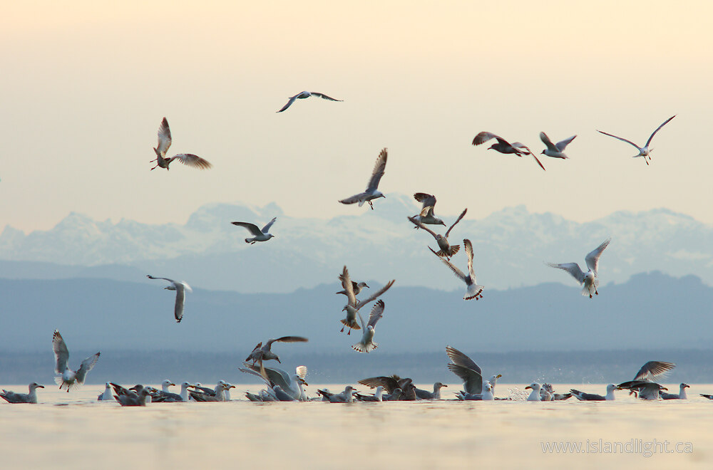 Bird  photo from  Cortes Island, British Columbia Canada.